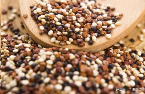 深秋養生指南 建議老人多吃6類種子食物，營養豐富又實惠，安度秋冬