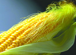 谷物市場整體洗牌對棉花種植的影響與機(jī)遇